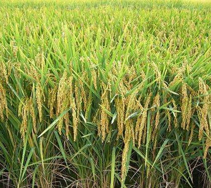 Reducing arsenic accumulation in rice grains